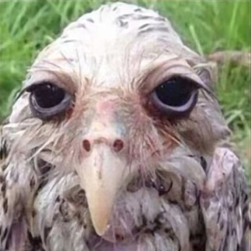 Meet your Posher, Joshua